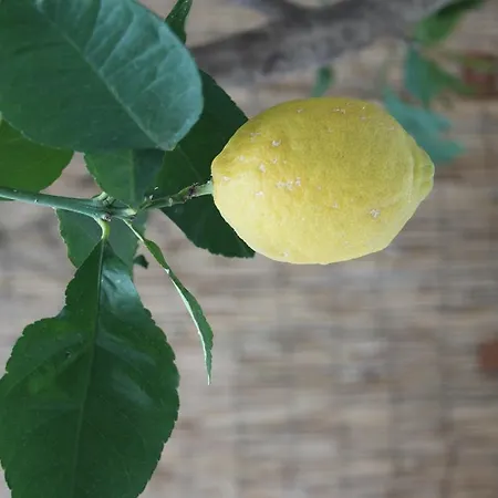123 Armonia Konukevi