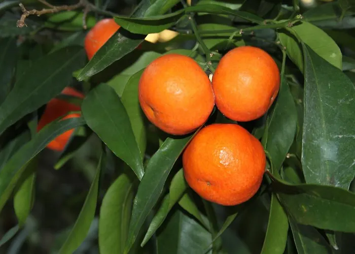 Gasthuis 123 Armonia